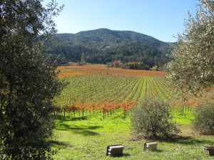 inglenook vineyards