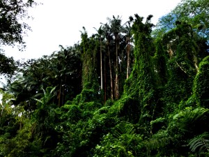 Maunawili Falls Foliage